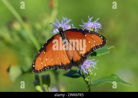 Queen Butterfly (Danaus gilippus) nectaring sur les brisseaux au National Butterfly Center, Mission, Texas Banque D'Images
