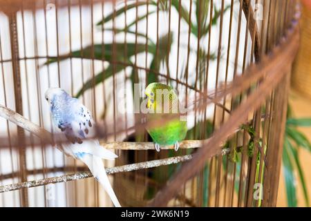 Budgerigar vert et un blanc et bleu, paisiblement perchés ensemble dans une cage à oiseaux. Banque D'Images