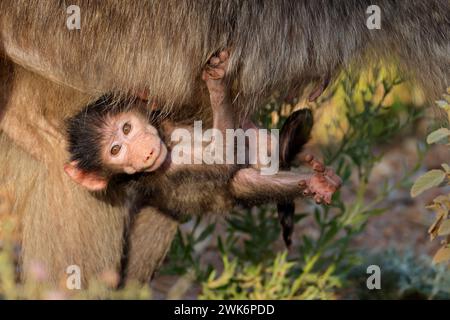 Un bébé babouin Chacma (Papio ursinus) accroché à sa mère, parc national Kruger, Afrique du Sud Banque D'Images