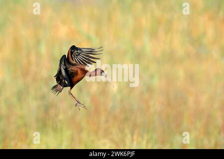 Un ibis brillant (Plegadis falcinellus) en vol aux ailes ouvertes, Afrique du Sud Banque D'Images