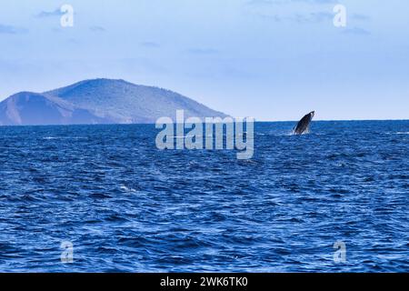 Bébé baleine à bosse Breacing au loin sur Maui. Banque D'Images