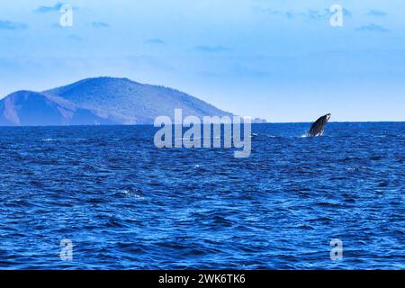 Bébé baleine à bosse lointaine percée au loin. Banque D'Images