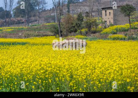 La moutarde fleurit d'une beauté stupéfiante. Banque D'Images