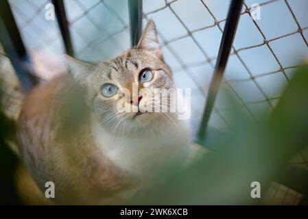 Portrait d'un chat mignon Blue-Eyed Banque D'Images