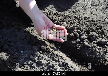 main femelle avec des graines sur fond de terre. planter des plantes dans le sol. Banque D'Images