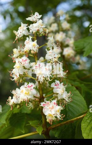 Fleurs blanches de châtaignier européennes poussant sur un arbre un jour de printemps en Rhénanie-Palatinat, Allemagne. Banque D'Images