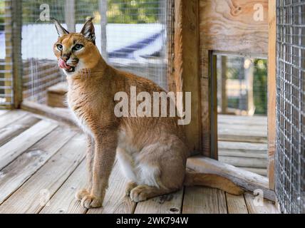 Chat caracal sauvage léchant sa bouche, dans une cage dans un sanctuaire en Californie en Californie Banque D'Images