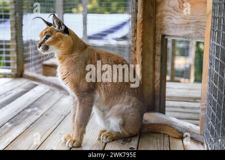 Chat caracal sauvage regardant directement la caméra, dans une cage d'un sanctuaire en Californie en Californie Banque D'Images