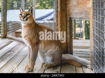 Chat caracal sauvage regardant directement la caméra, dans une cage d'un sanctuaire en Californie en Californie Banque D'Images