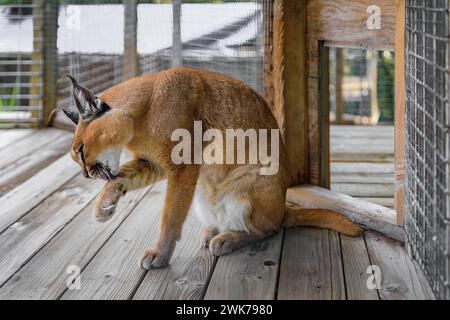 Chat caracal sauvage clieing lui-même, dans une cage dans un sanctuaire en Californie en Californie Banque D'Images