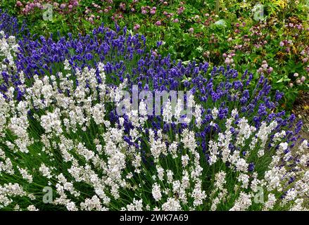 Les lavandes violettes et blanches dans un jardin anglais. Banque D'Images
