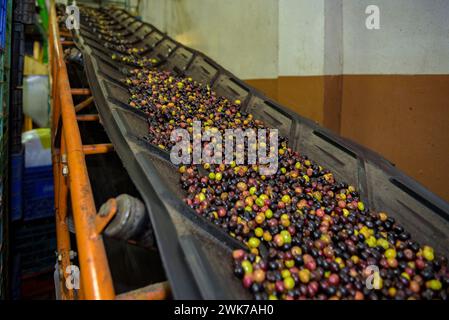 Moulin à huile Olesa, de la fondation agricole Olesa. Détail des machines avec lesquelles l'huile d'olive est extraite (Olesa de Montserrat, Barcelone, Espagne) Banque D'Images