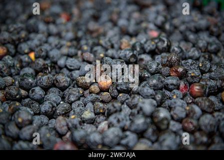 Moulin à huile Olesa, de la fondation agricole Olesana (Fundació Agrícola Olesana en catalan). Détail des olives de la variété Olesana ou Palomar Banque D'Images