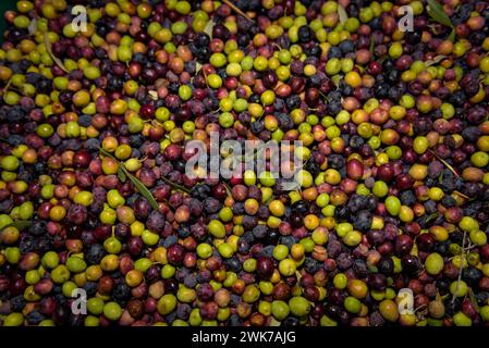 Moulin à huile Olesa, de la Fondation agricole Olesana (Fundació Agrícola Olesana en catalan). Détail des olives. Olesa de Montserrat, Barcelone, Espagne Banque D'Images