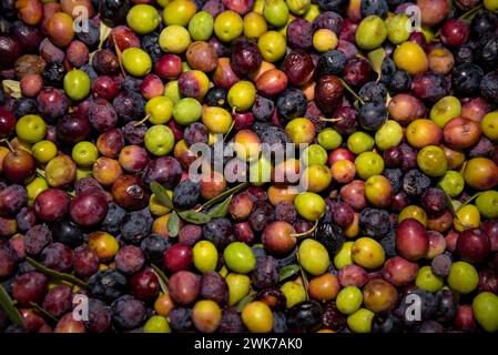 Moulin à huile Olesa, de la Fondation agricole Olesana (Fundació Agrícola Olesana en catalan). Détail des olives. Olesa de Montserrat, Barcelone, Espagne Banque D'Images