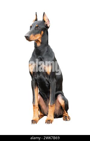 Chien Doberman isolé sur un fond blanc. Banque D'Images
