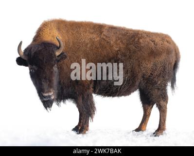 le bison se tient dans la neige isolé sur un fond blanc. Banque D'Images