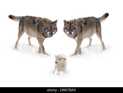 Deux loups avec un sourire et des agneaux isolés sur un fond blanc. Banque D'Images