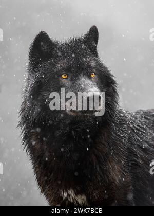 Portrait d'un loup canadien par temps enneigé. Banque D'Images