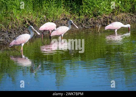 Patalea ajaja (Platalea ajaja) à pataugelia Island State Park le long de la côte nord-est de la Floride. (ÉTATS-UNIS) Banque D'Images