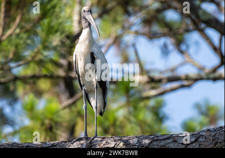 Cigogne (Mycteria americana) perchée sur une branche d'arbre au parc d'État d'Amelia Island sur l'île Amelia dans le nord-est de la Floride. (ÉTATS-UNIS) Banque D'Images