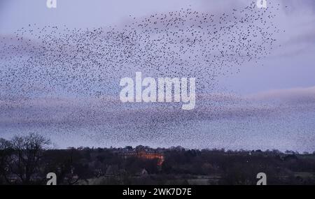 Un murmurage d'étourneaux remplit le ciel au-dessus du musée Bowes dans le château de Barnard, comté de Durham. Date de la photo : dimanche 18 février 2024. Banque D'Images