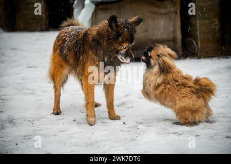 Un chien Pekignese et un chien moelleux brun jouant dans la neige Banque D'Images