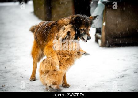 Un chien Pekignese et un chien moelleux brun jouant dans la neige Banque D'Images