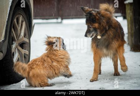 Un chien Pekignese et un chien moelleux brun jouant dans la neige Banque D'Images