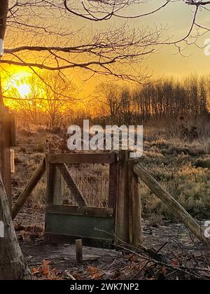 Clôture de moutons au paysage de bruyère au lever du soleil en hiver Banque D'Images