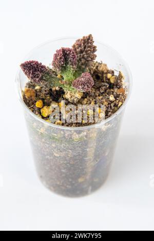 Adromischus marianae herrei plante succulente en pot. Petite fleur verte sur fond blanc Banque D'Images