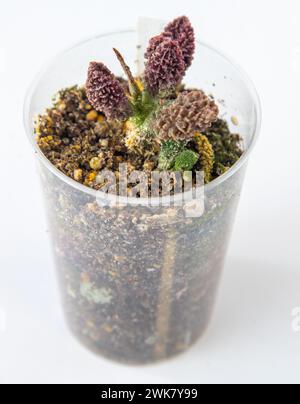 Adromischus marianae herrei plante succulente en pot. Petite fleur verte sur fond blanc Banque D'Images