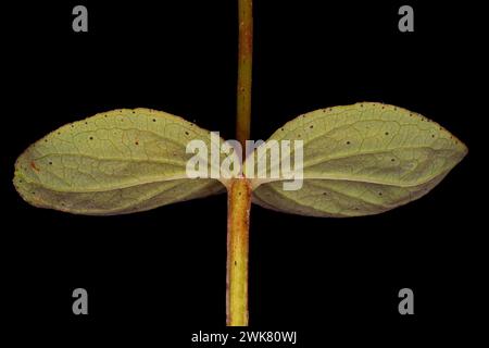 Imperforation John's-Wort (Hypericum maculatum). Quitte en gros plan Banque D'Images