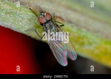Volez gros plan. Macro photo. Banque D'Images