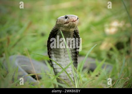 Gros plan sur la tête du serpent cobra roi Banque D'Images