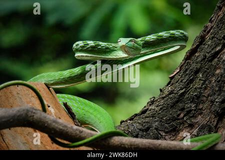 Serpent de vigne vert (Ahaetulla nasuta) dans la forêt tropicale Banque D'Images