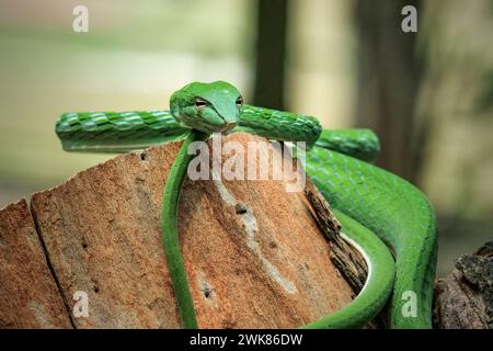 Serpent de vigne vert (Ahaetulla nasuta) dans la forêt tropicale Banque D'Images