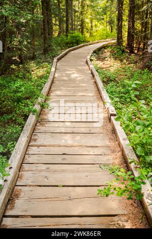 Courbe passerelle en bois dans une forêt Banque D'Images