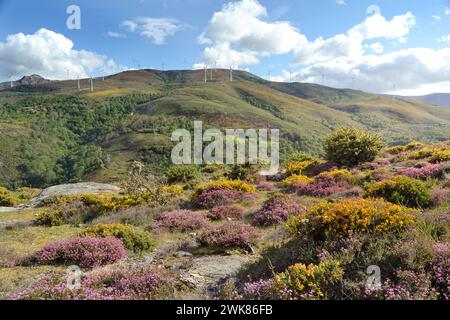 Arbustes luxuriants et fleurs de bruyère dans une montagne à Lamas de Mouro. Banque D'Images