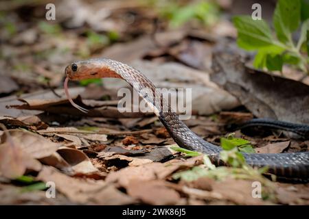 Serpent Cobra prêt à attaquer Banque D'Images