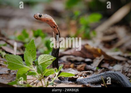 Serpent Cobra prêt à attaquer Banque D'Images