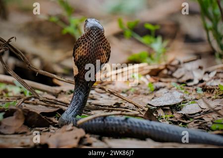 Serpent Cobra prêt à attaquer Banque D'Images