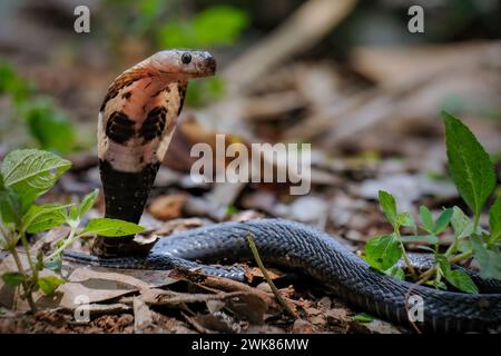 Serpent Cobra prêt à attaquer Banque D'Images