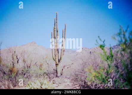 Saguaro Cactus solitaire dans le désert de Sabino Canyon Banque D'Images