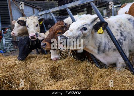 Veaux de vache mangeant du foin à travers les barres d'une grille d'alimentation sur une ferme en hiver Banque D'Images