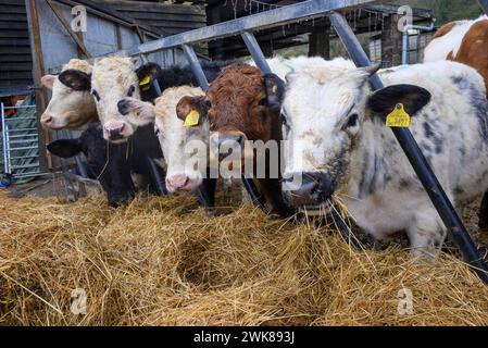 Veaux de vache mangeant du foin à travers les barres d'une grille d'alimentation sur une ferme en hiver Banque D'Images