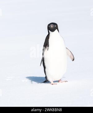 Manchot Adelie isolé debout sur fond de neige en Antarctique. Banque D'Images