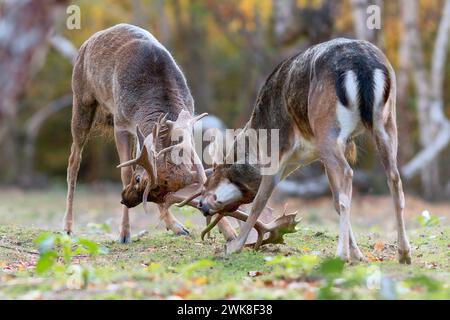 Cerfs de cerfs en jachère combattant pendant la saison d'accouplement (Dama dama) ; m,ALES s'engagent dans la lutte pour des do à la fin de l'automne Banque D'Images