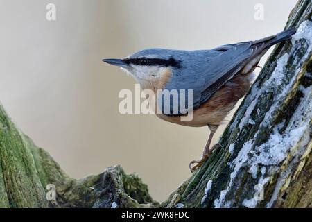 Nuthatch eurasien ( Sitta europaea ) perché dans un arbre, regarder autour, pose typique, faune, GB, Royaume-Uni ; Europe. Banque D'Images