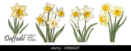 Jonquille, vecteur coloré de fleur de mois de naissance de mars Illustration de Vecteur